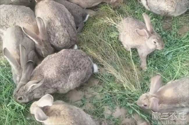 漳州雜交野兔養殖