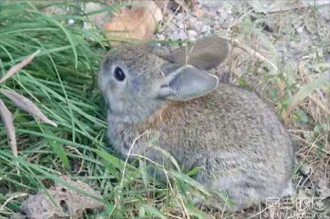 莆田恢兔養殖