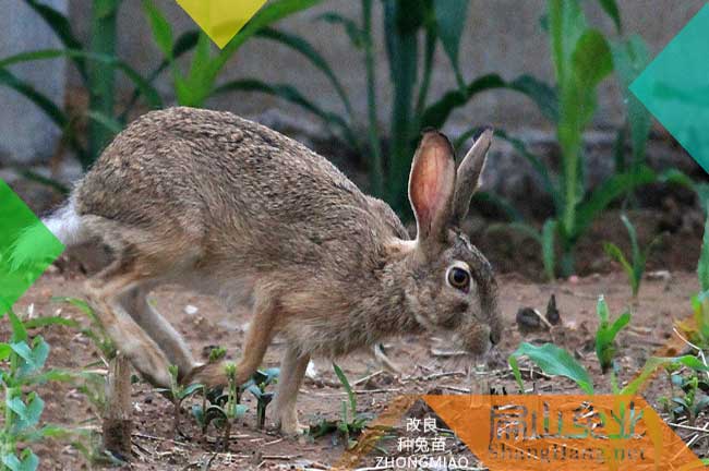 九江野兔養殖場