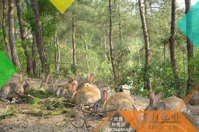 閩北公羊兔養殖基地