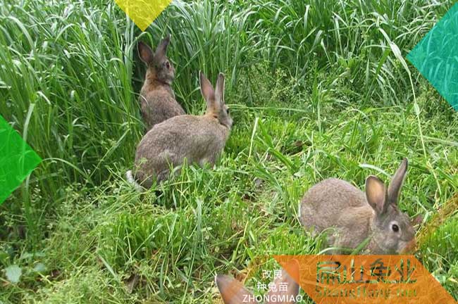 衢州散養野兔養殖場