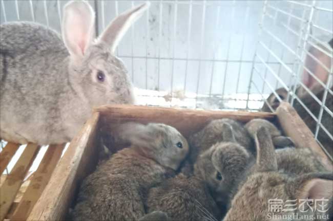 泉州恢毛兔養殖