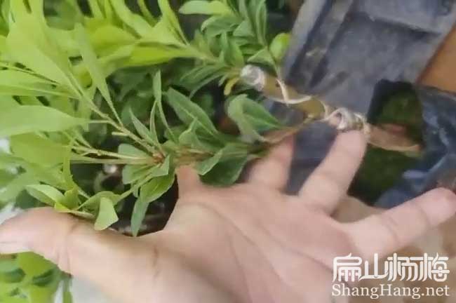 婁底楊梅小（xiǎo）杯苗批發