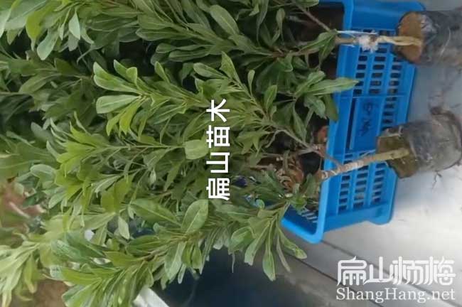 成都2年楊梅小杯苗