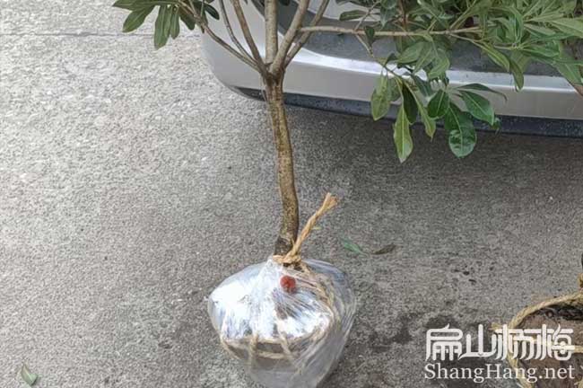 成都地徑2公分楊梅苗