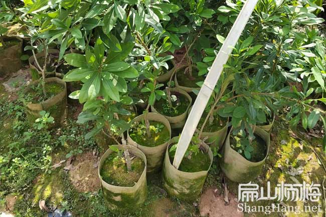 規模化 唐山廊坊種金線蓮（lián）種植基地 種苗0.6元/Ke批發價錢