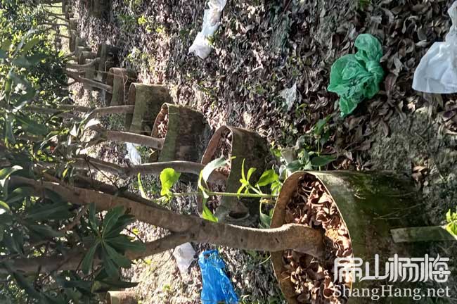 [新品香花油茶苗]楊梅小杯批發貨肇慶湛江地區種植 1年50CM