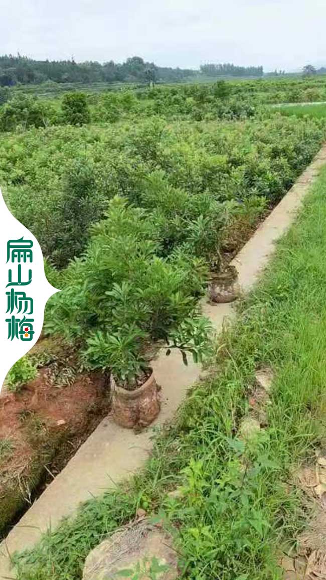 遵義楊梅大杯苗批發