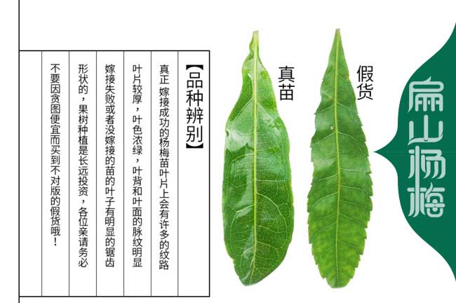 真假楊梅樹（shù）苗