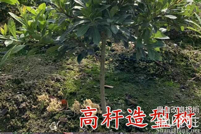 攀枝花楊梅苗（miáo）批發