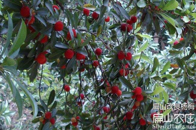 嶽陽楊（yáng）梅種植技術