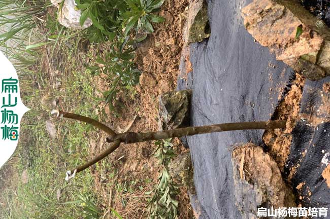 浙江楊（yáng）梅種植技術