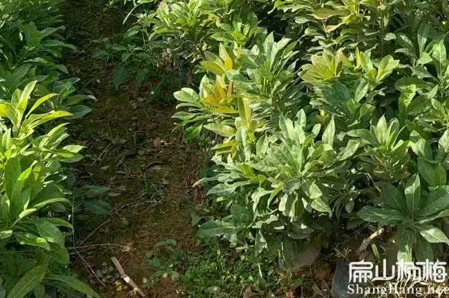 丽江白杨梅种植