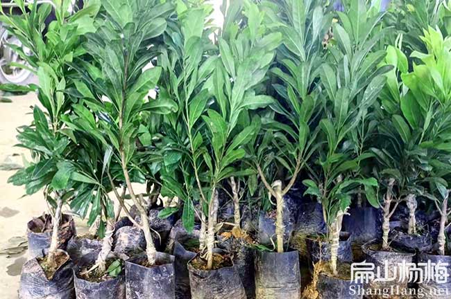 種植100畝楊（yáng）梅利潤 前景價格 管理技術 畝產量-扁山楊梅