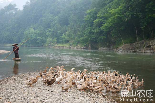 龍岩番鴨（yā）養殖（zhí）