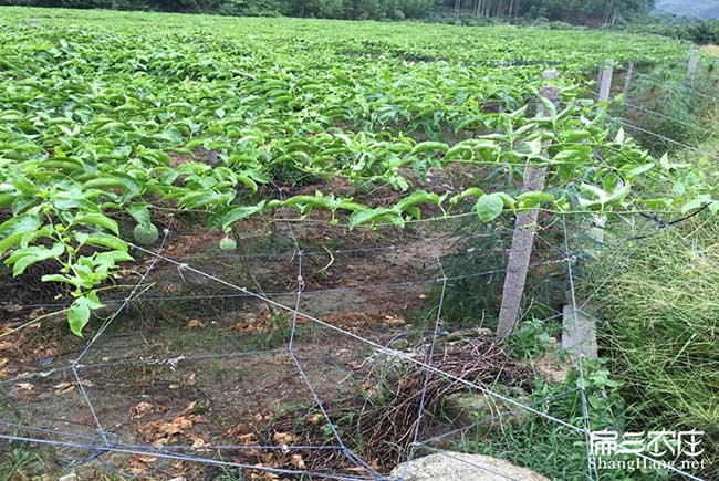 岑溪軟樹油茶苗（miáo）