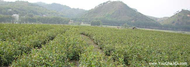 柳州嫁（jià）接油茶基地