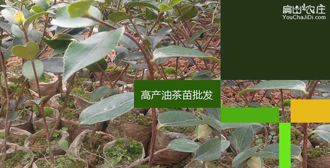 桂林（lín）油茶苗批發