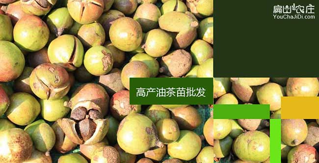 益陽（yáng）油茶批發