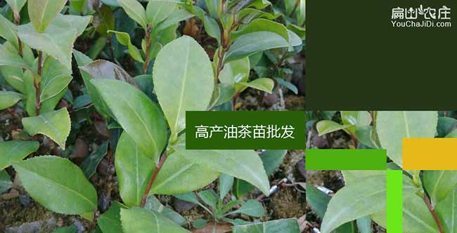 南平油茶苗批發