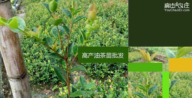 薑堰區源茶樹苗日常管