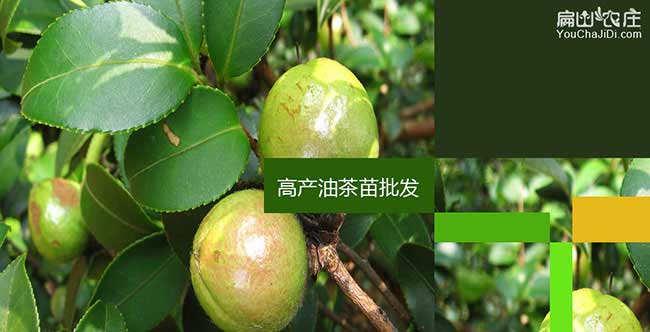 龍岩油（yóu）茶（chá）樹