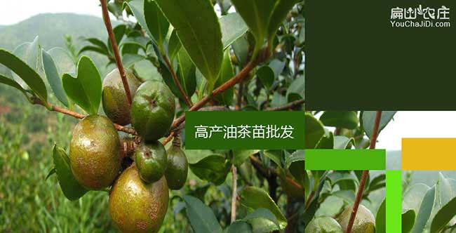 小渡船南方種植（zhí）油茶的