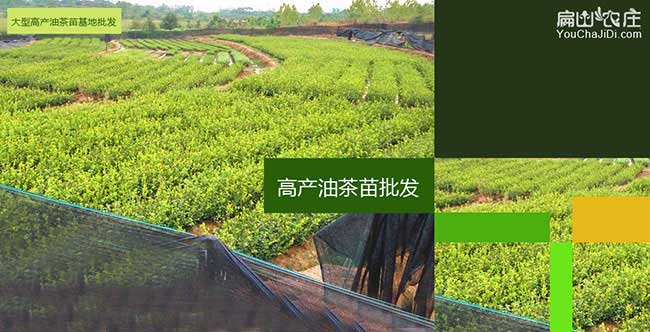 新吳區種植油茶一（yī）畝投