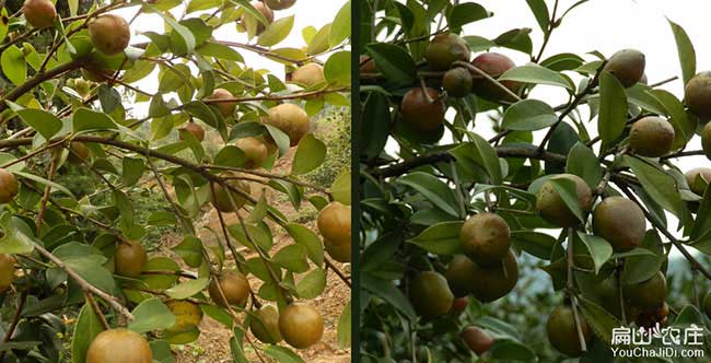 蔡甸區扁山（shān）油茶基地合