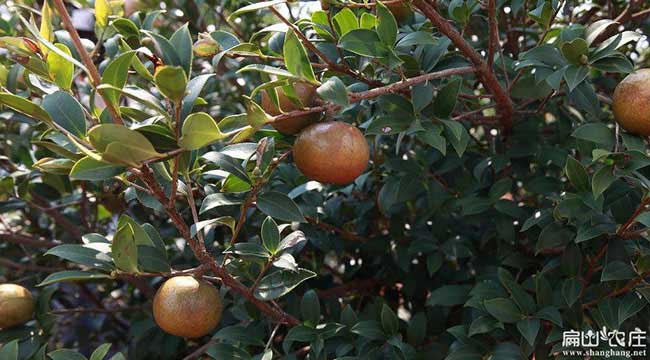 九湖鄉油茶成林豐產技