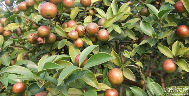 樟溪（xī）鎮茶樹苗種植生長