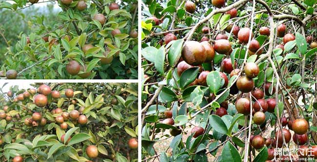 萍鄉油茶示範（fàn）基地