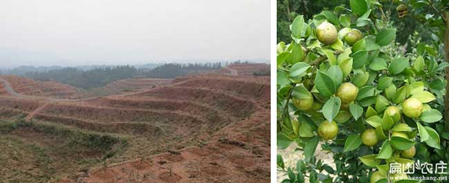 陳（chén）橋（qiáo）北方種植茶（chá）油的主