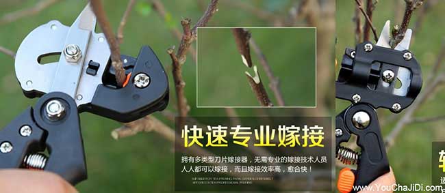 建（jiàn）湖茶樹管（guǎn）理技術與亭