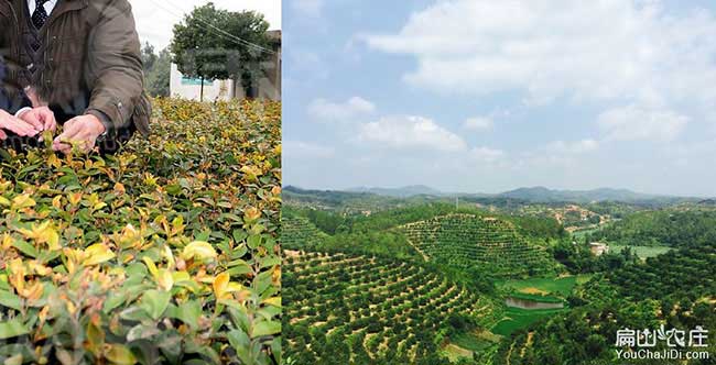 上（shàng）虞茶樹（shù）種植