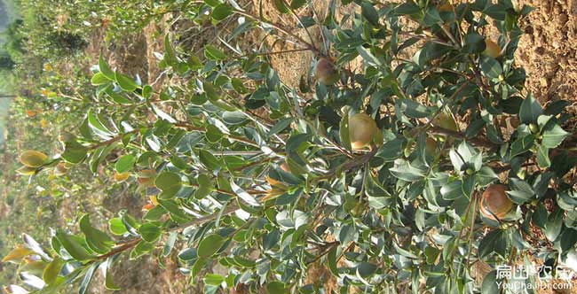 黃（huáng）江鎮油茶種植技術培