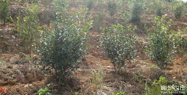 王義貞扁山油茶（chá）基地（dì）合