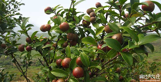 丁湖源油（yóu）茶苗的土壤耕