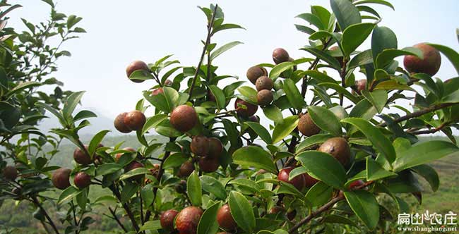 長安鎮市（shì）麵上紅花茶油