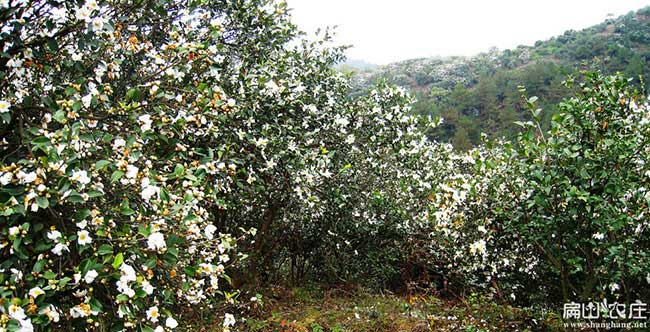 梧州白花（huā）油茶基地