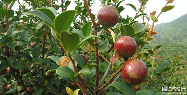 大壩鎮扁山油茶分布的