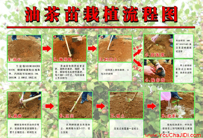 積玉口油（yóu）茶基地的物理