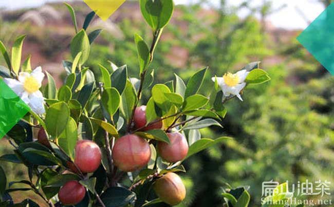 福建大果油茶（chá）基地