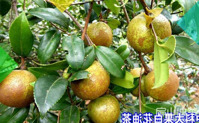 江西高（gāo）產油茶果