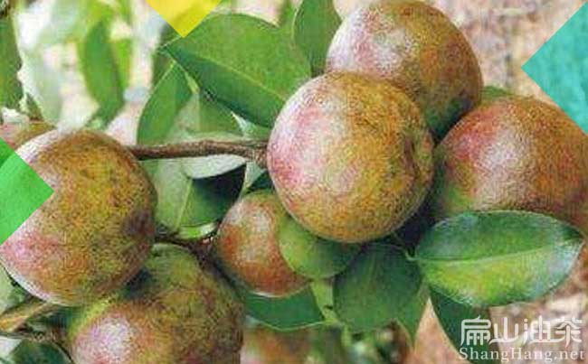 福州大果油（yóu）茶果