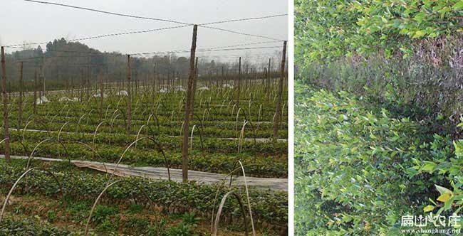 寮步鎮油茶苗、茶樹種