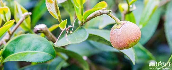 甘泉縣（xiàn）福建龍眼茶苗種