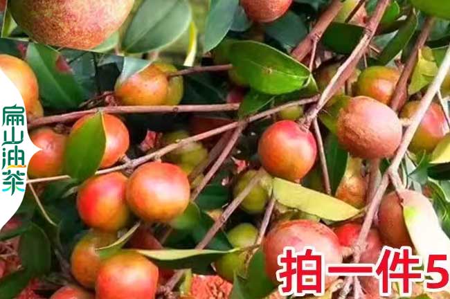 龍岩紅皮（pí）茶果批發