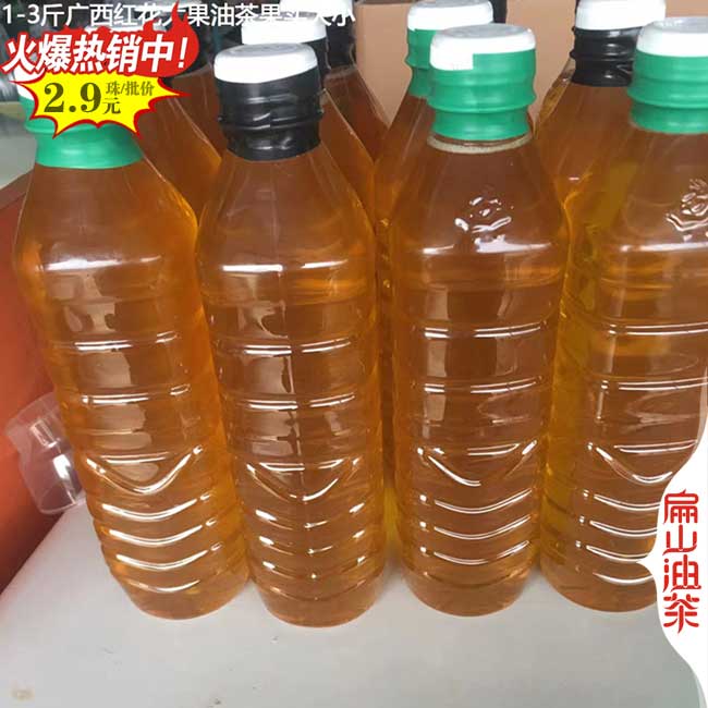 陽（yáng）朔大果油茶苗批發