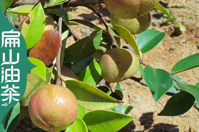 【好油茶苗批發】福建南平大果紅花油茶樹苗1-3斤-扁山油茶